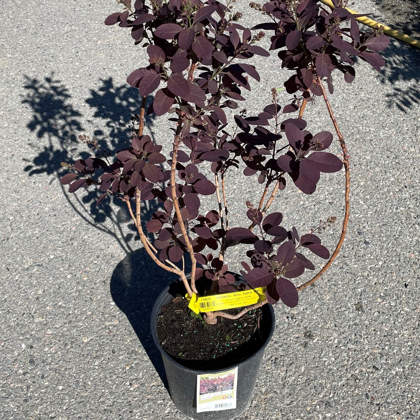 Smokebush 'Royal Purple'
