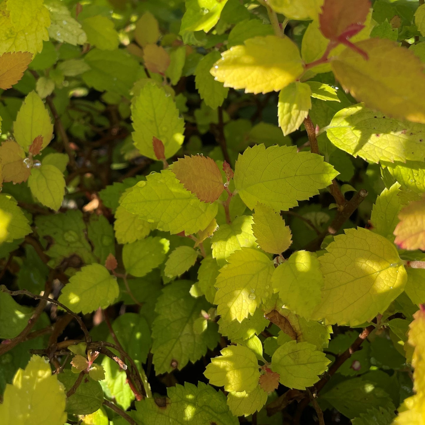 Spirea 'Double Play® Candy Corn®'