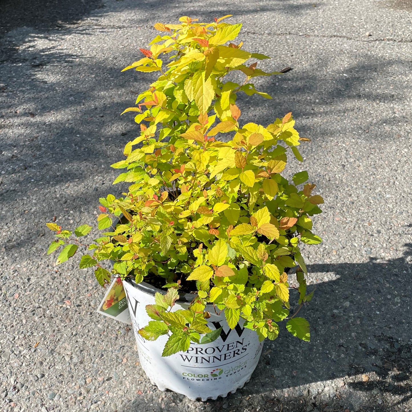 Spirea 'Double Play® Candy Corn®'