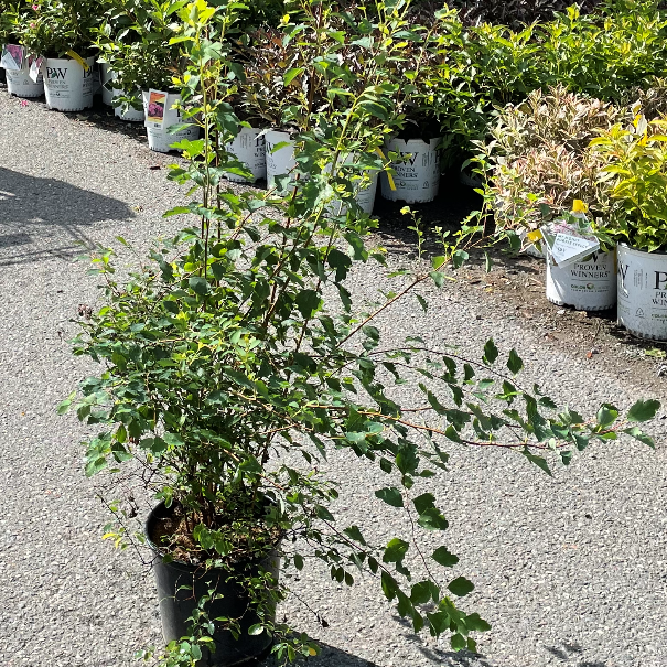 Spirea 'Renaissance'
