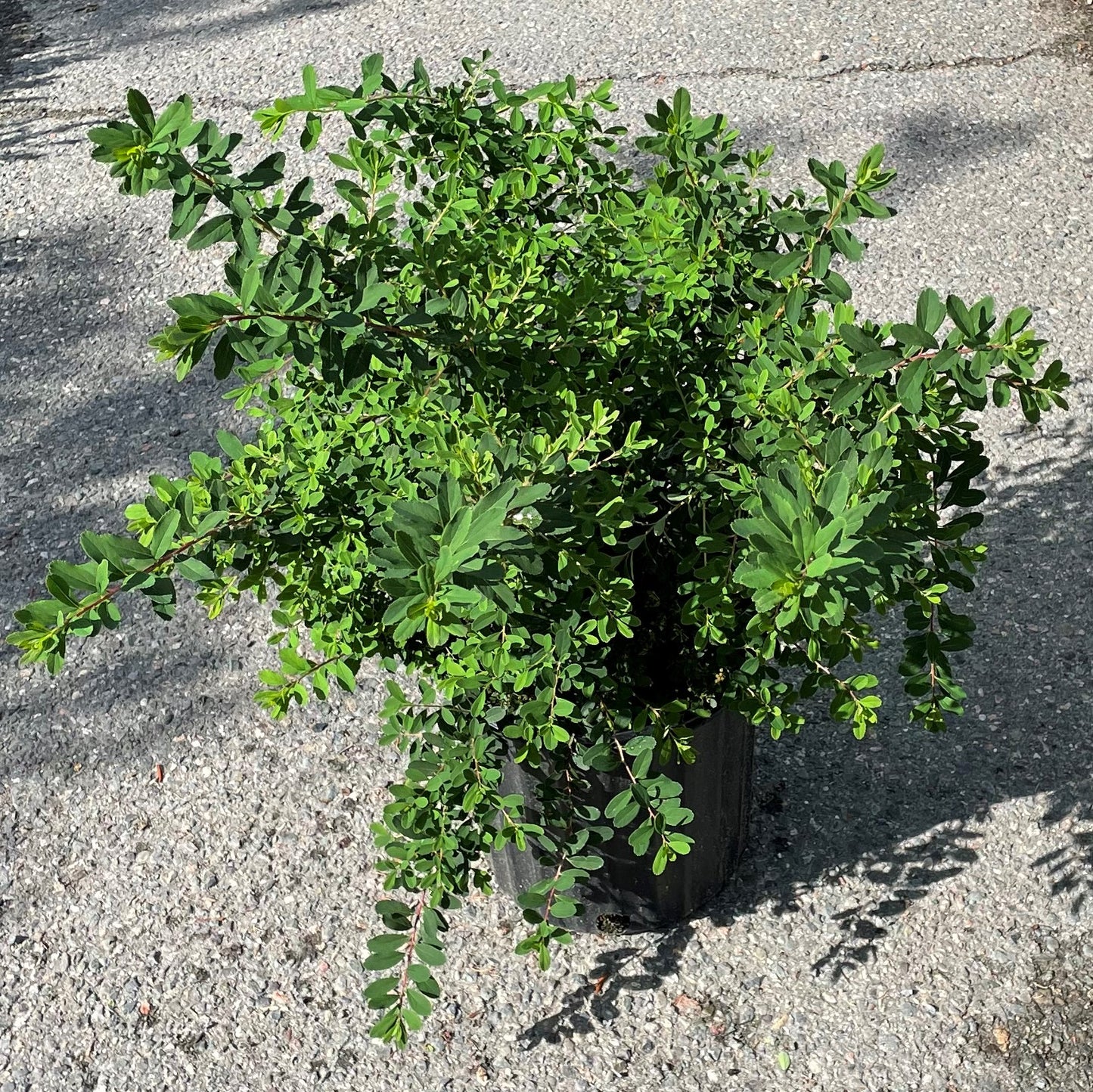 Spirea 'Snowmound'
