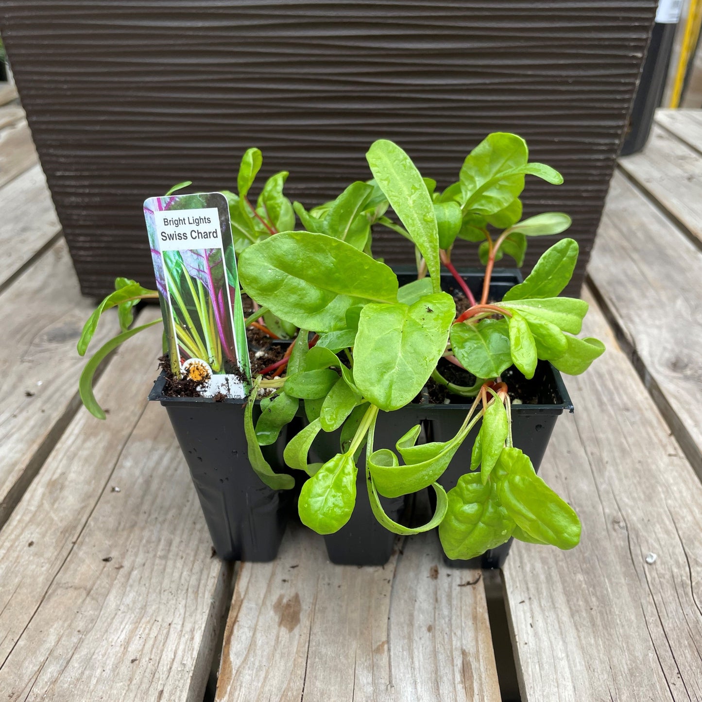 Swiss Chard 'Bright Lights'