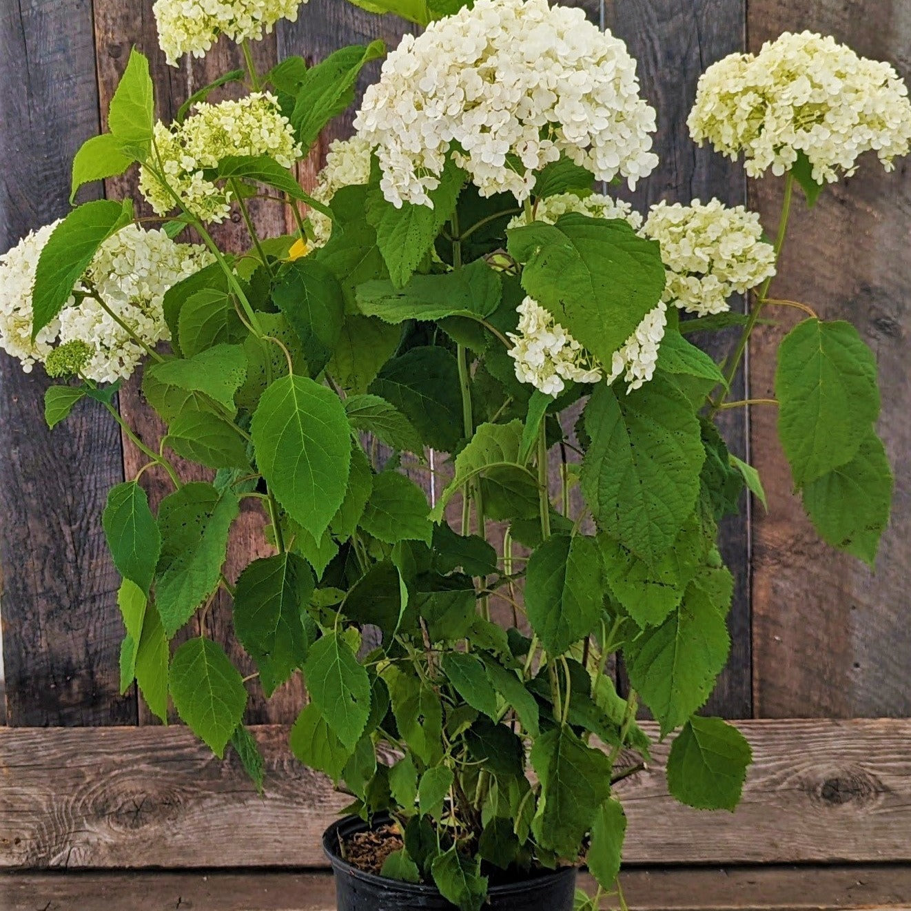 Hydrangea 'Annabelle'