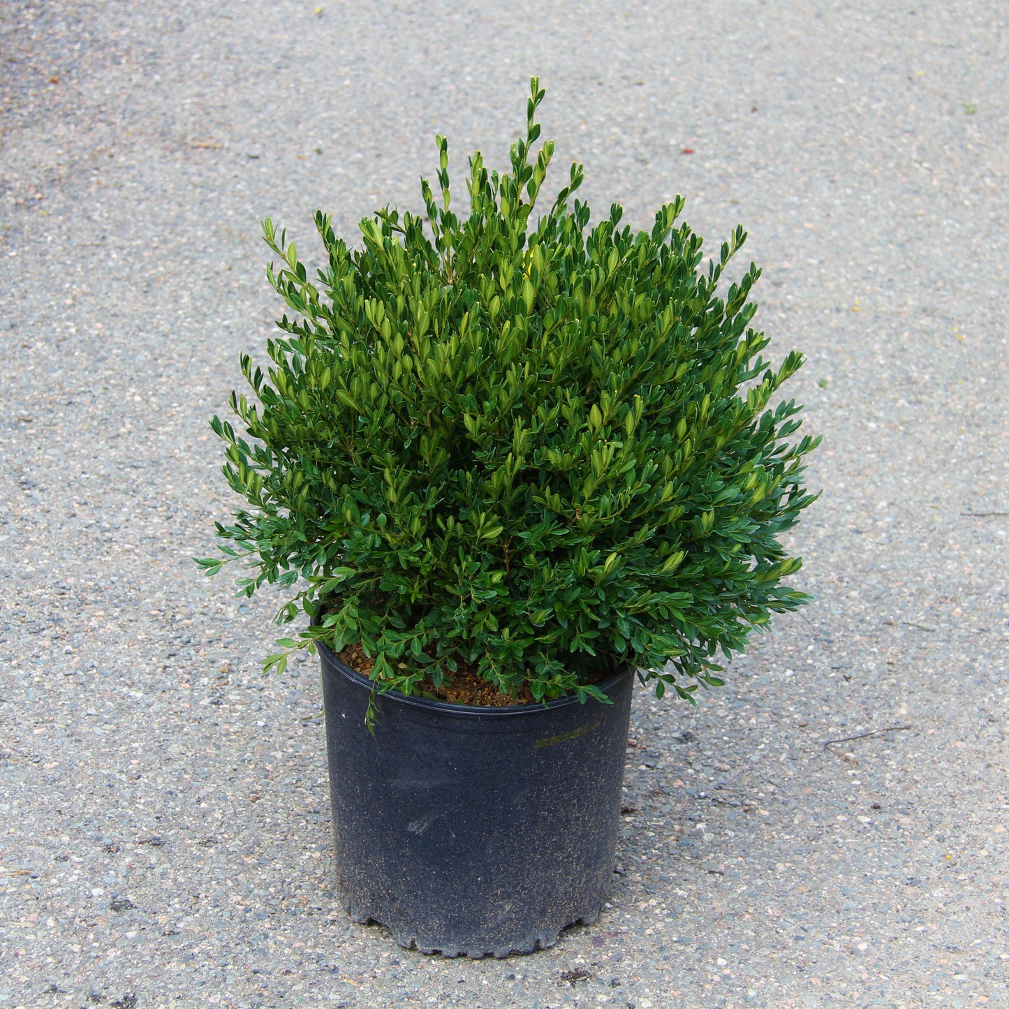 Boxwood 'Green Gem'