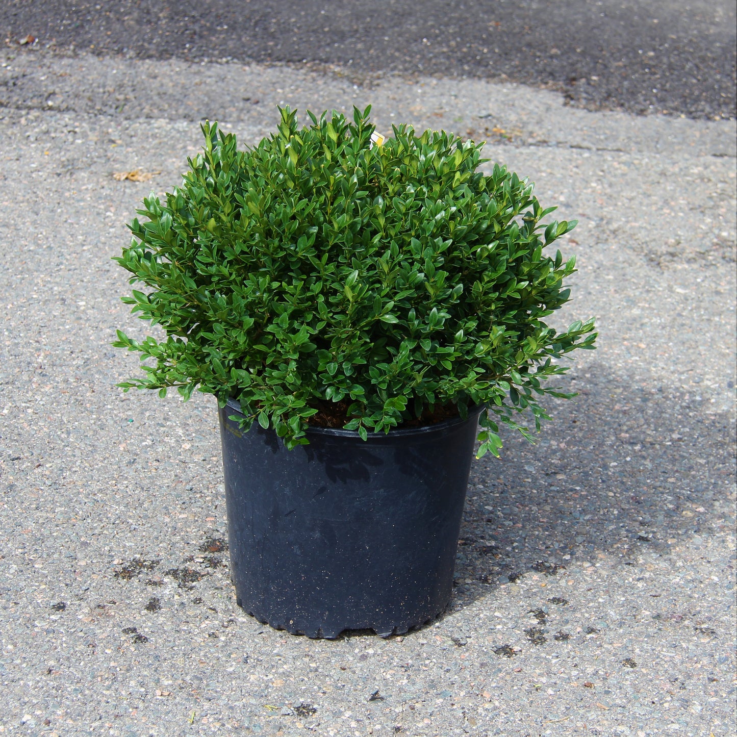Boxwood 'Green Velvet'