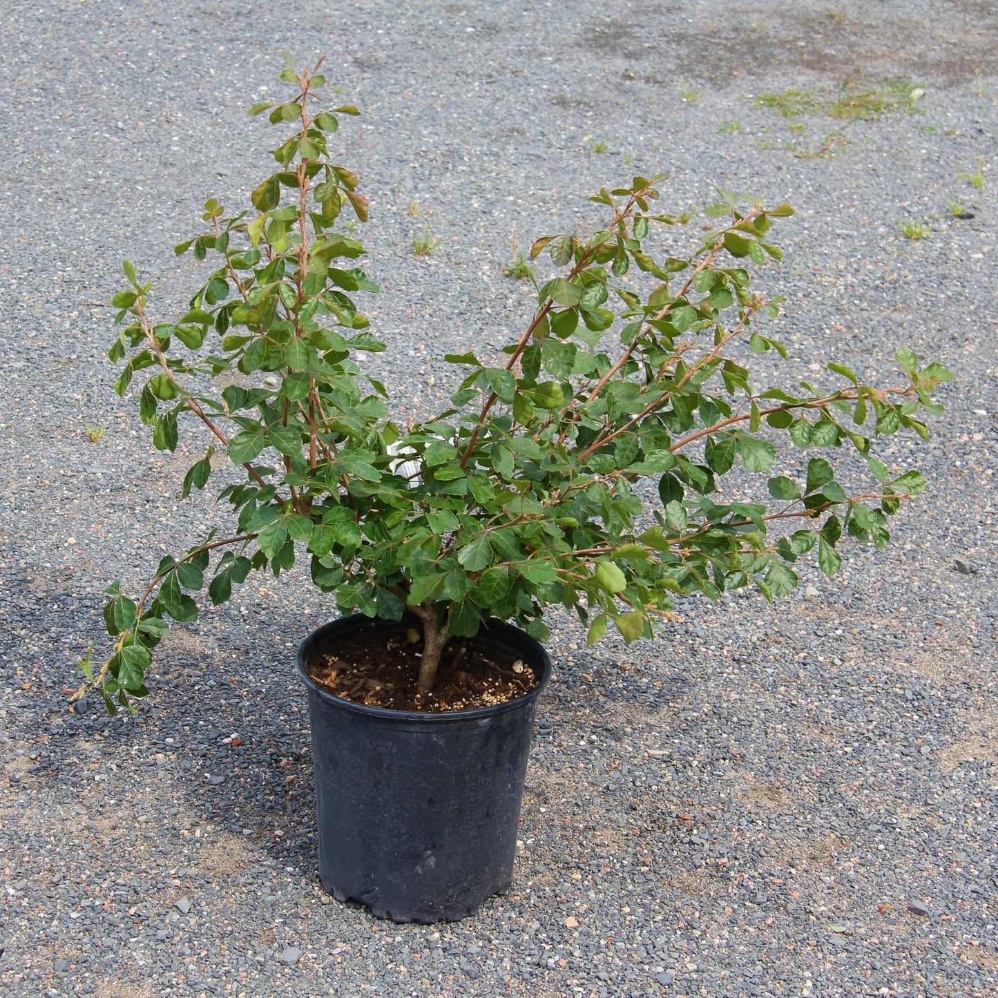 Sumac Fragrant 'Gro Low'