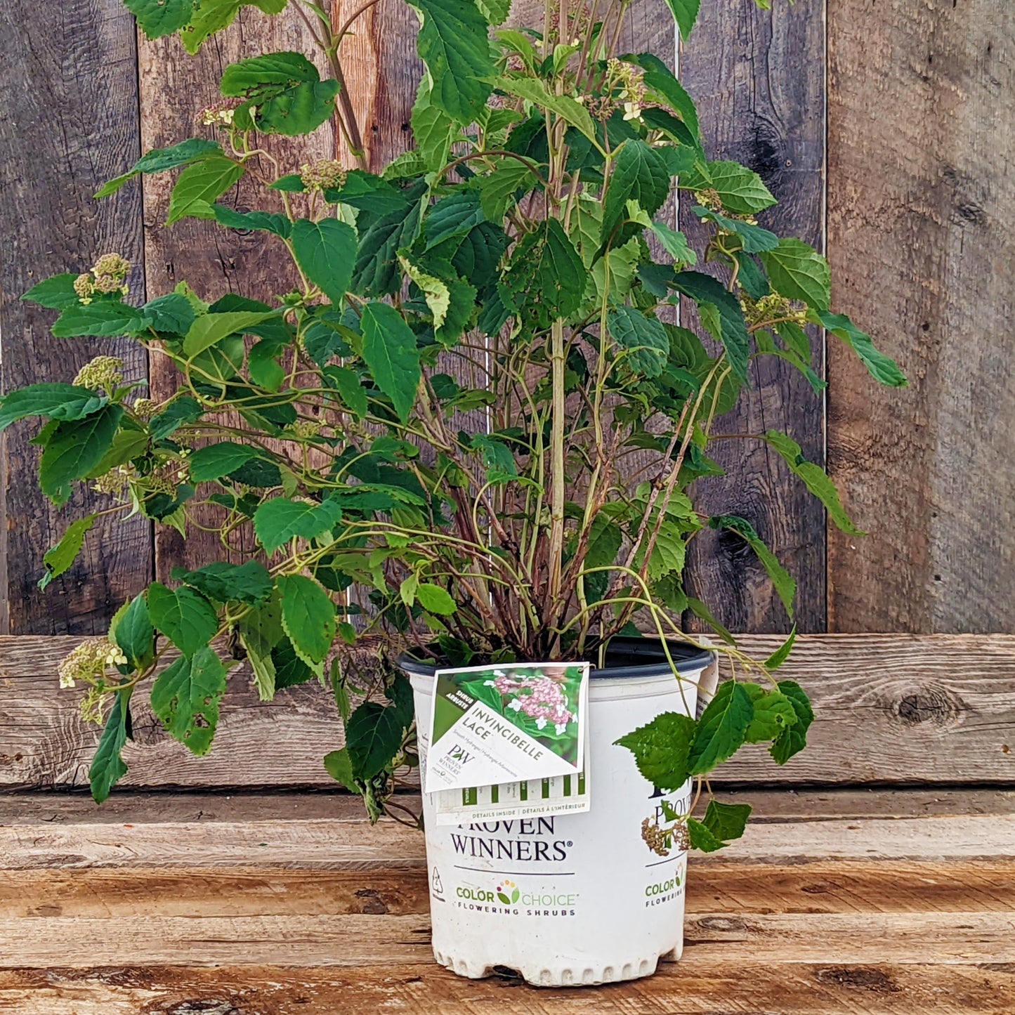 Hydrangea Invincibelle Lace 2gal