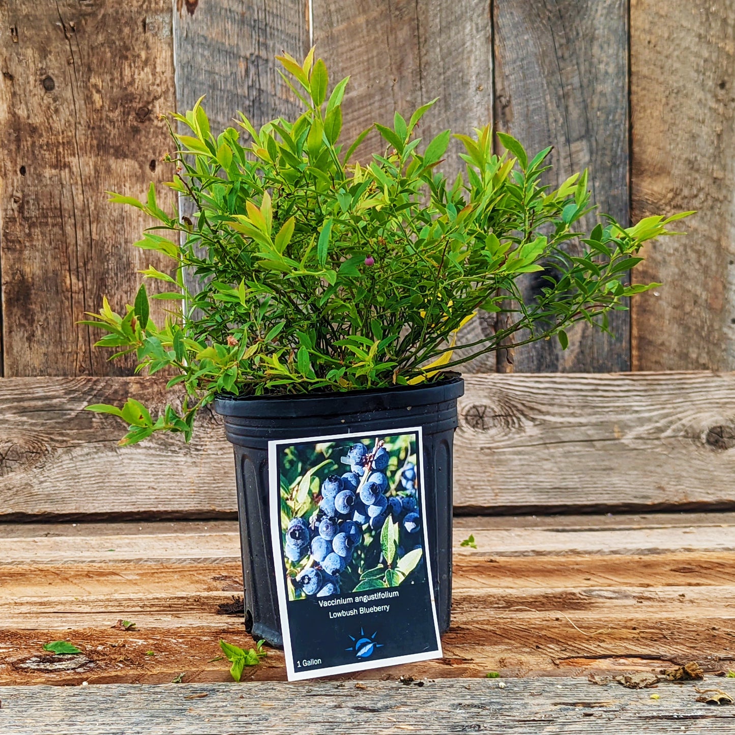 Blueberry Low Bush