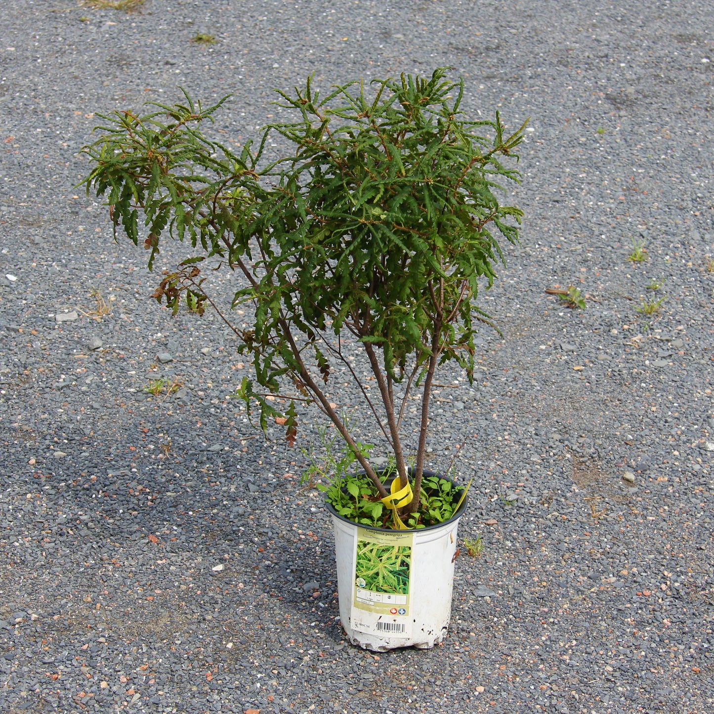 Sweet Fern