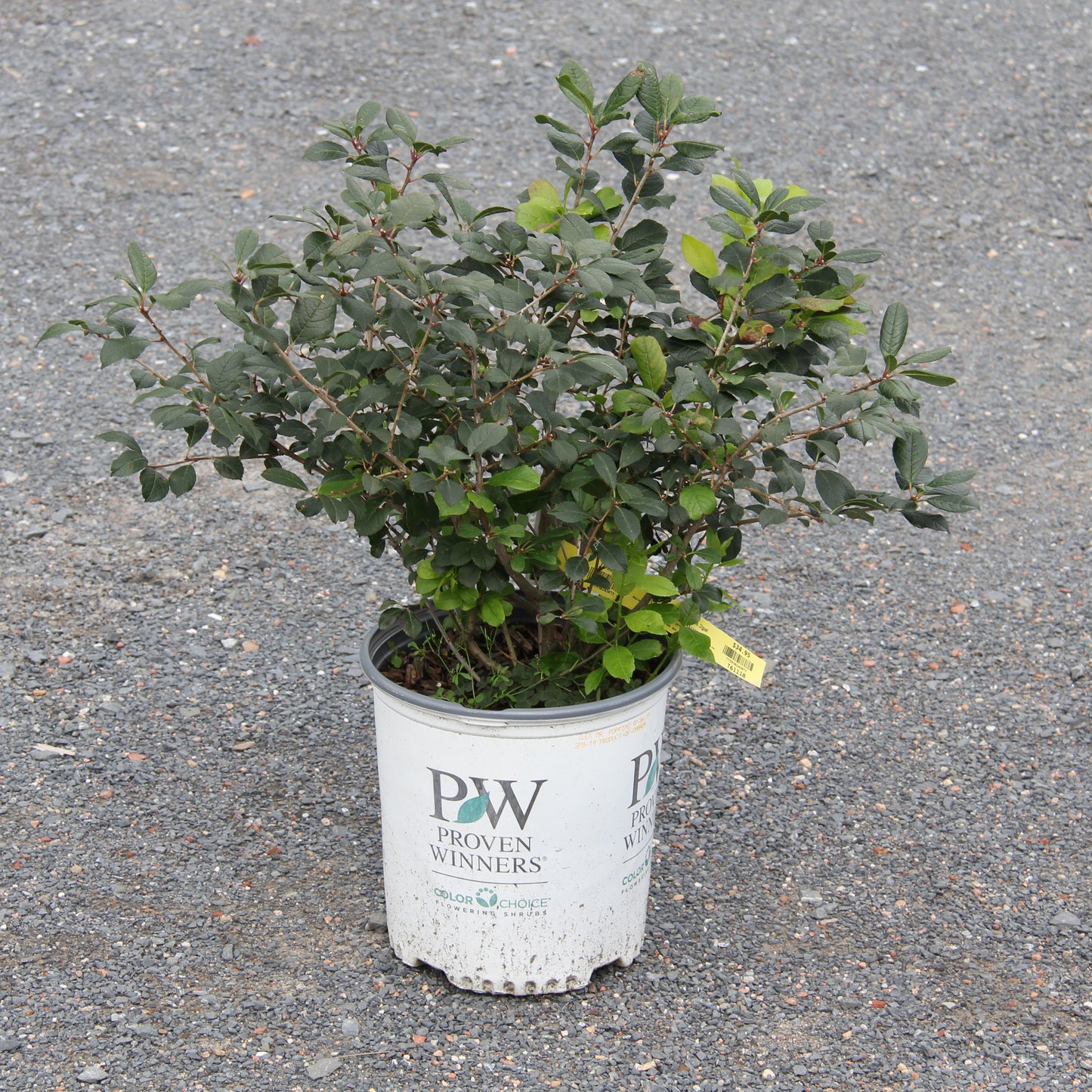 Winterberry, Mr Poppins 2gal