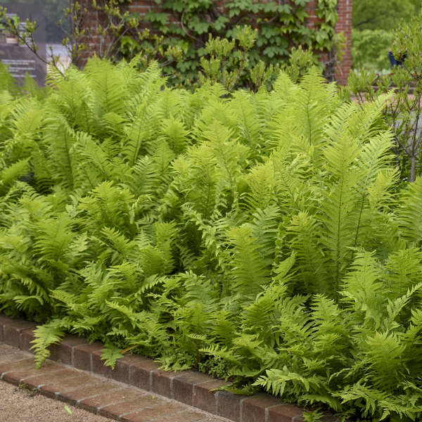 Ostrich Fern