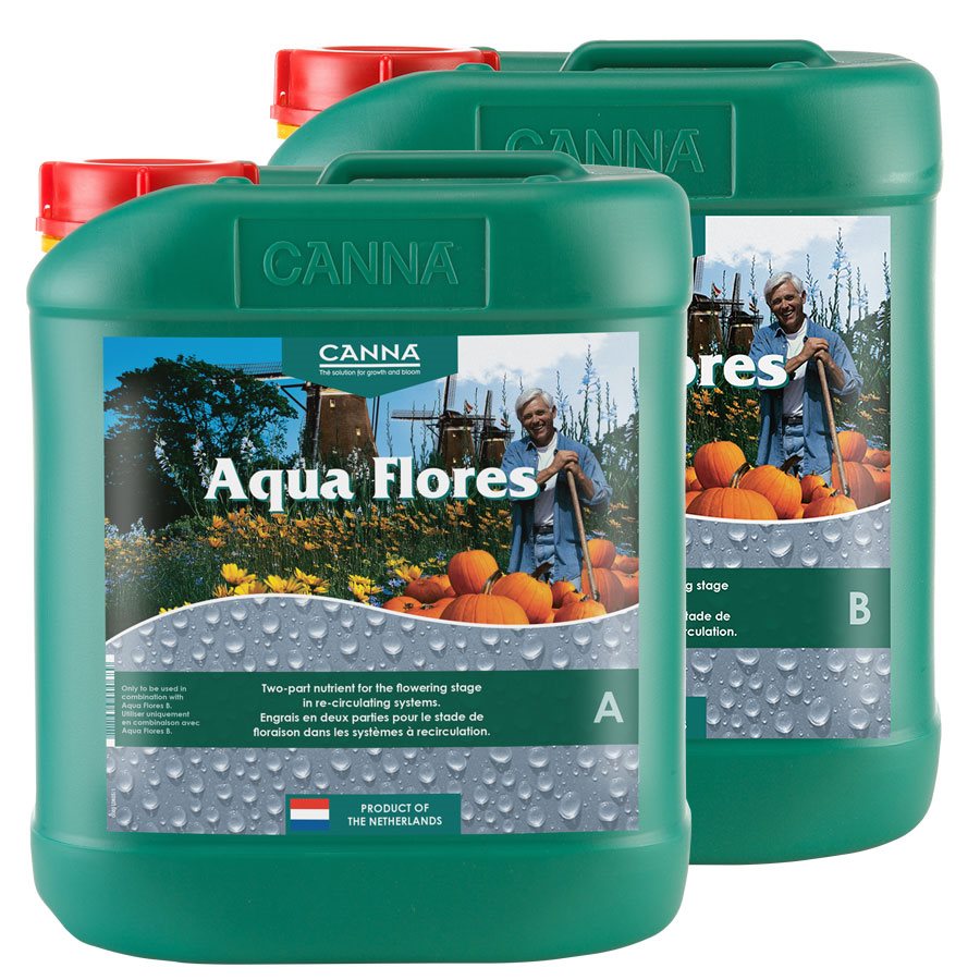 Canna Aqua Flores
