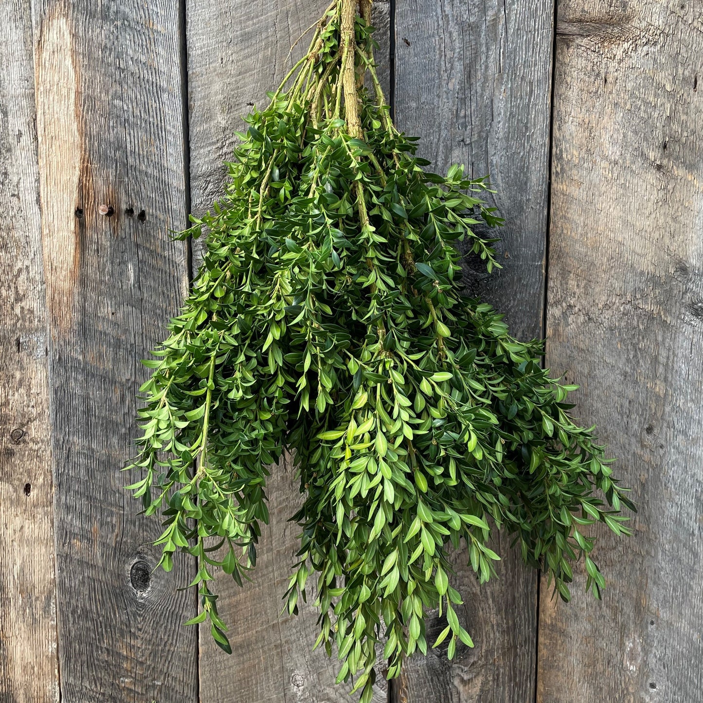 Fresh Boxwood American Green Bundle