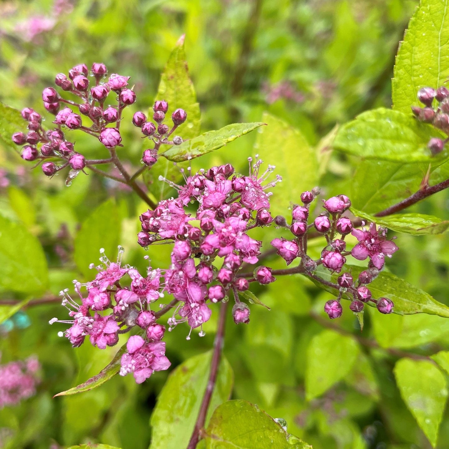 Spirea Goldmound 2gal