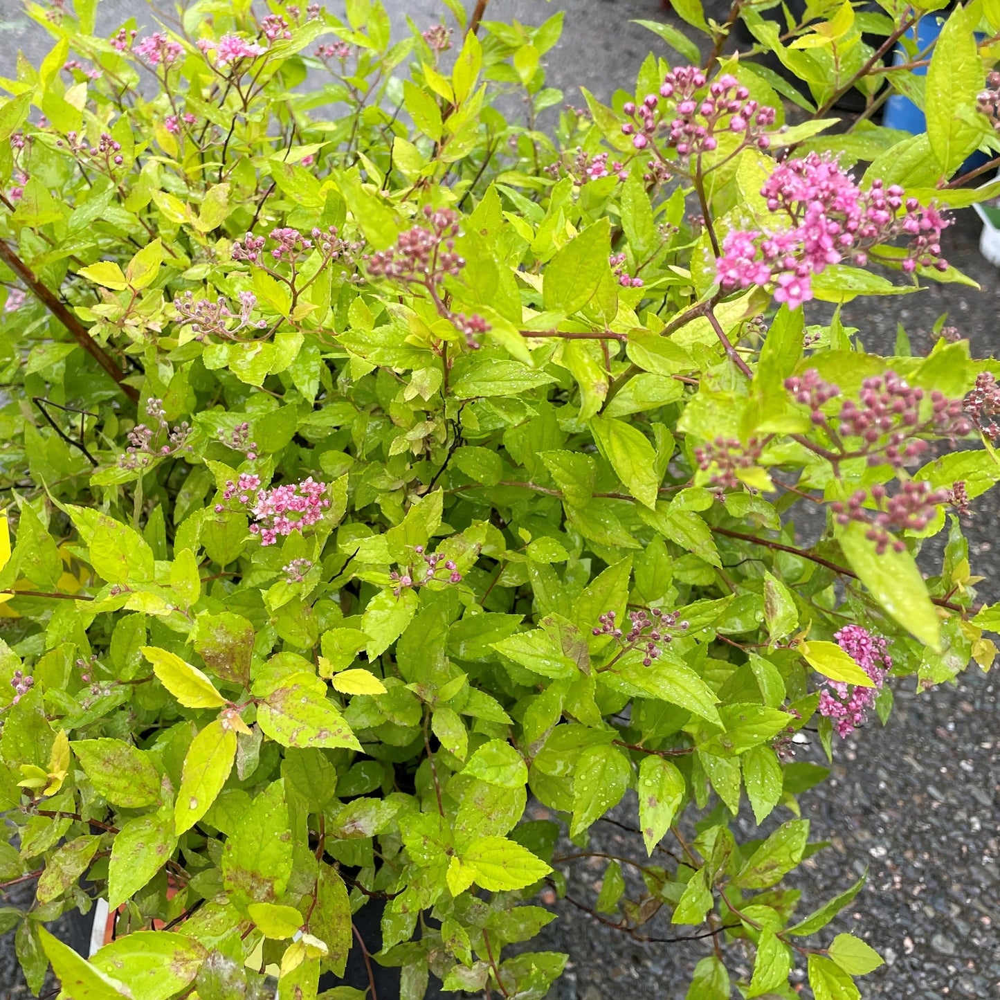 Spirea Goldmound 2gal