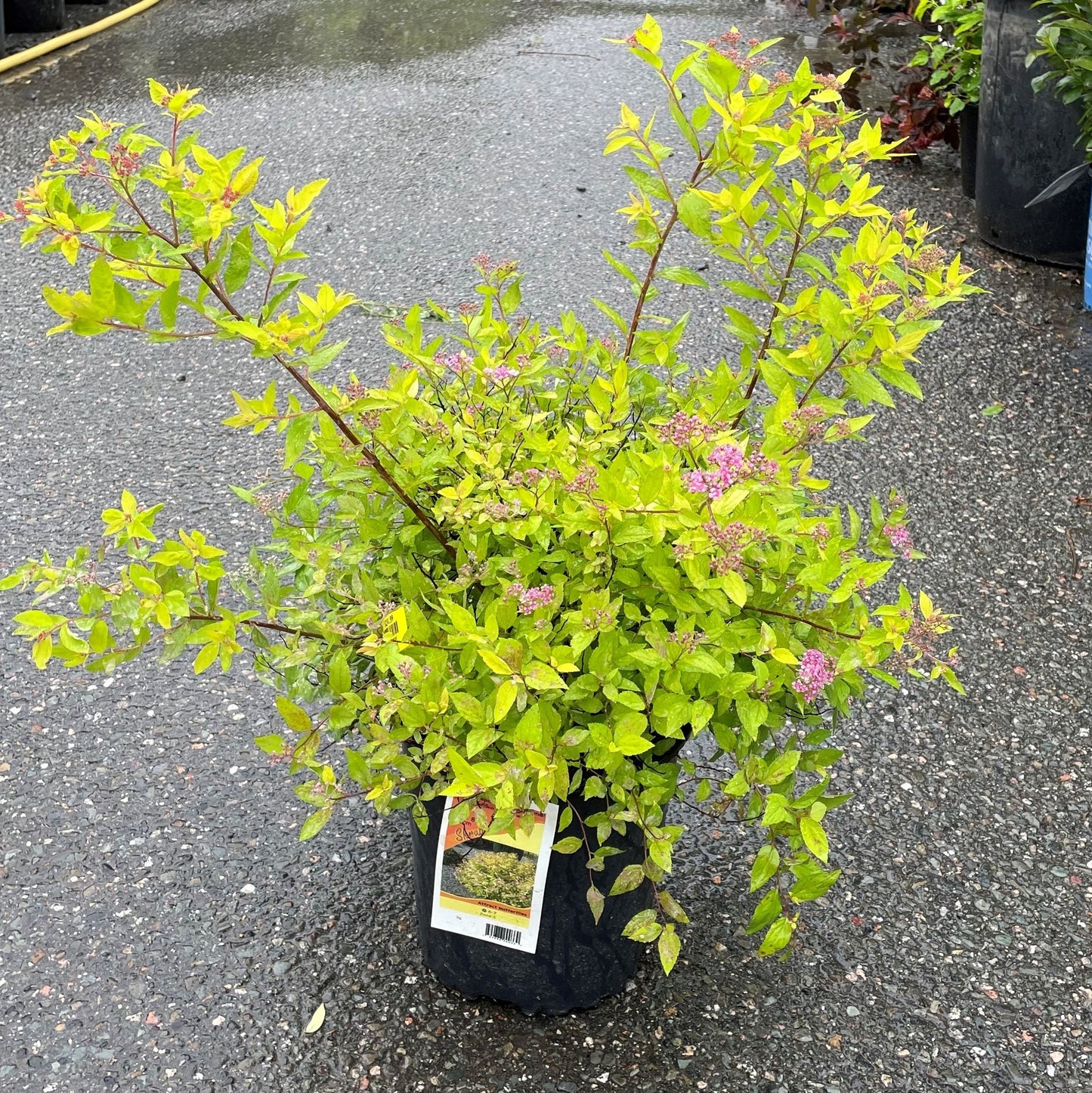 Spirea Goldmound 2gal