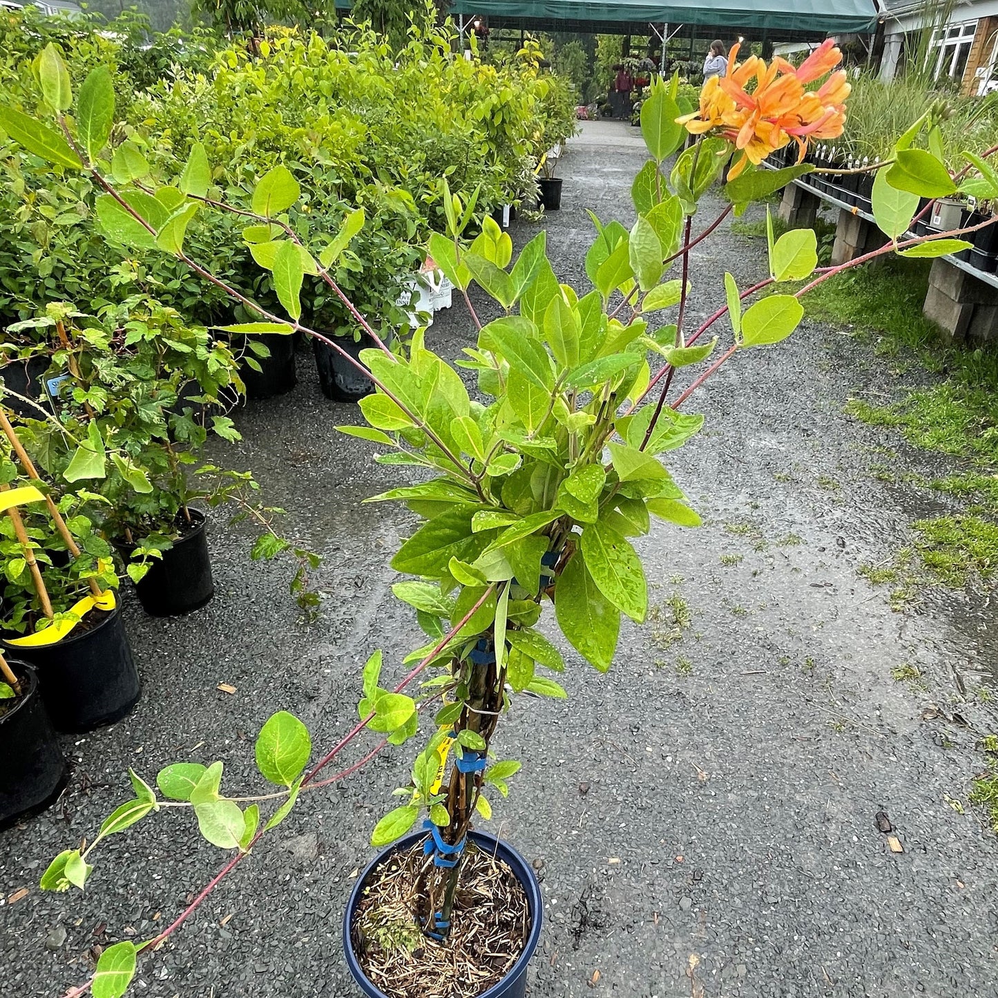 Honeysuckle 'Goldflame'