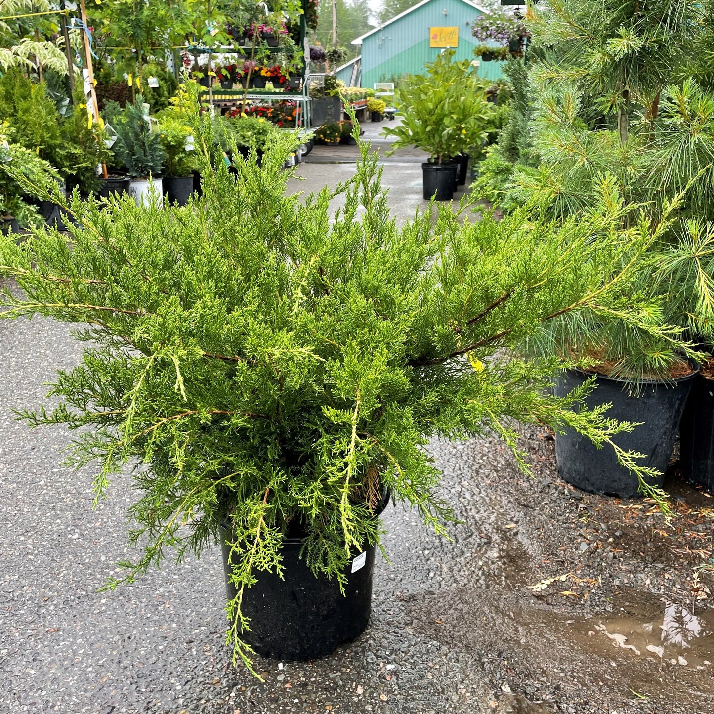 Juniper 'Mint Julep'