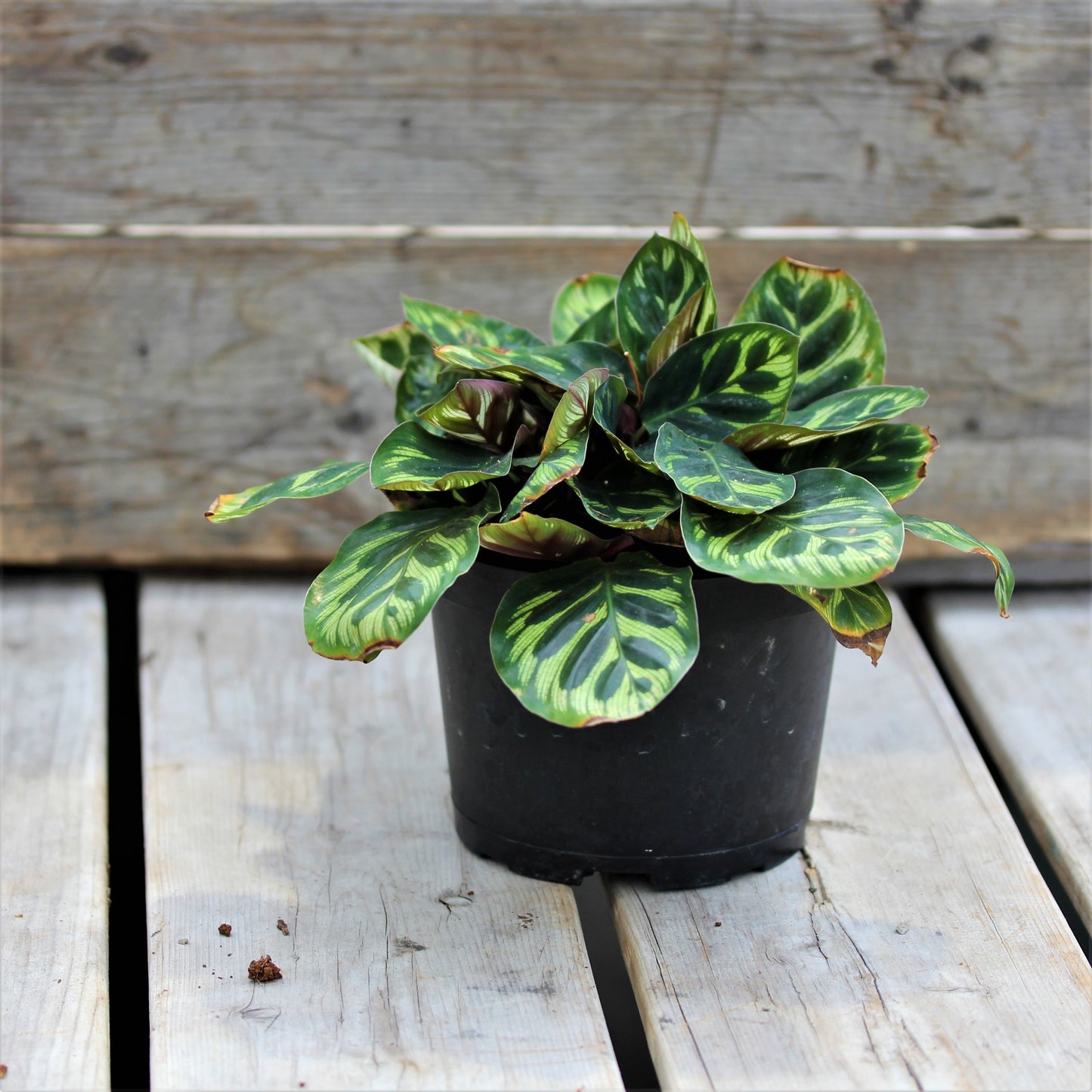 Calathea makoyana Peacock