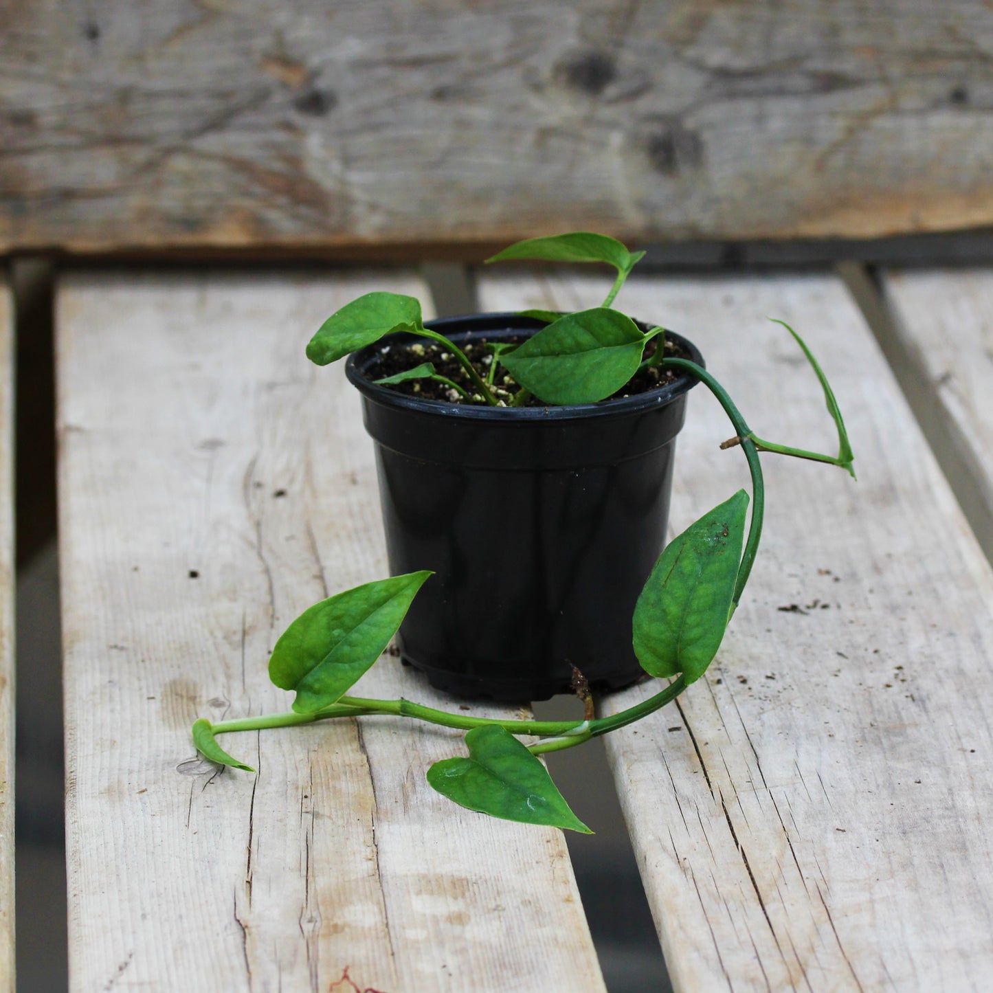 Pothos 'Dragon Tail'