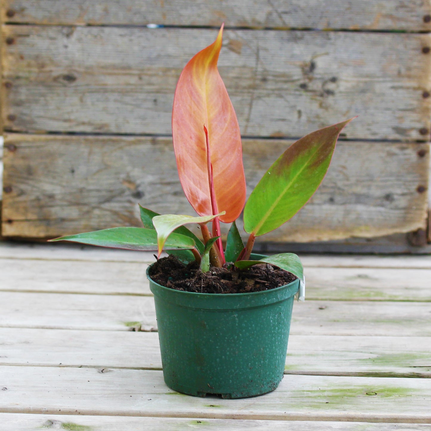 Philodendron Red Sun 6" Pot