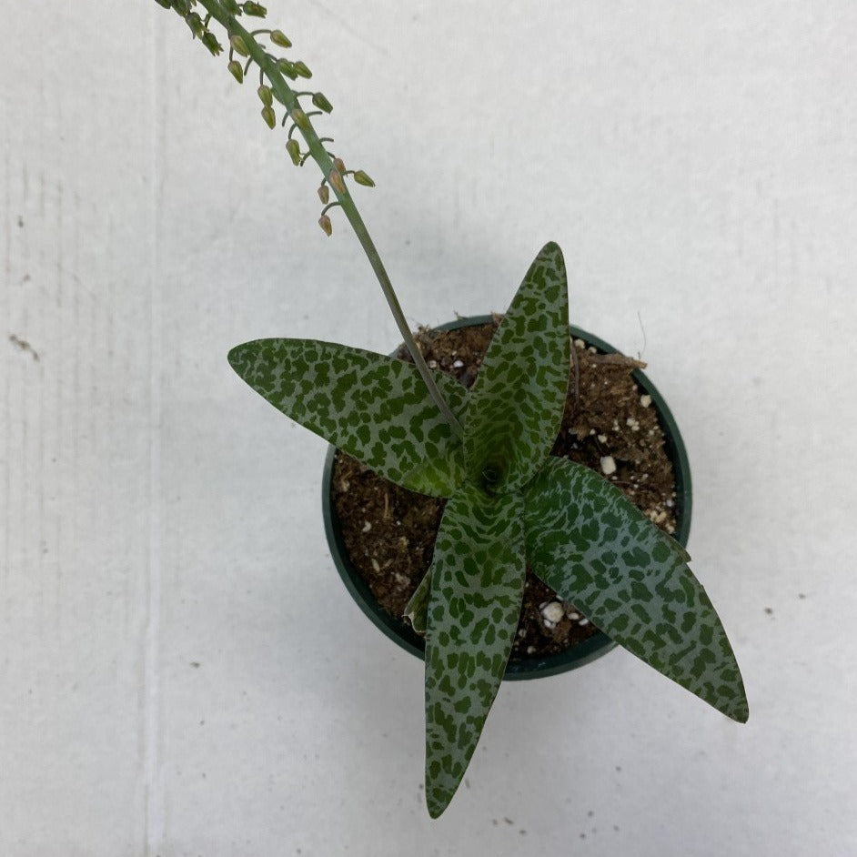 Succulent Ledebouria Socialis (Silver Squill) 4" Pot