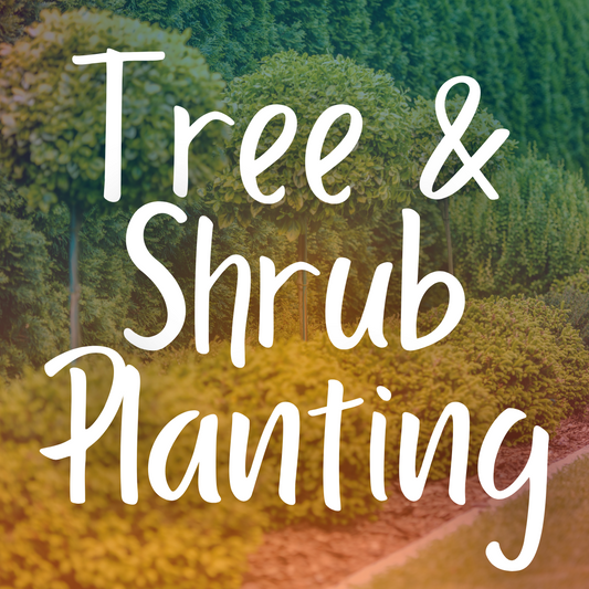 Fall Planting Guide for Trees and Shrubs