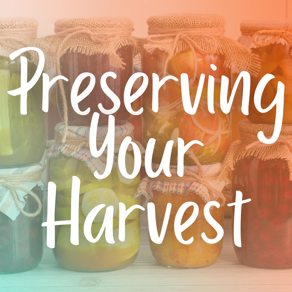 Harvesting and Preserving the Bounty of August