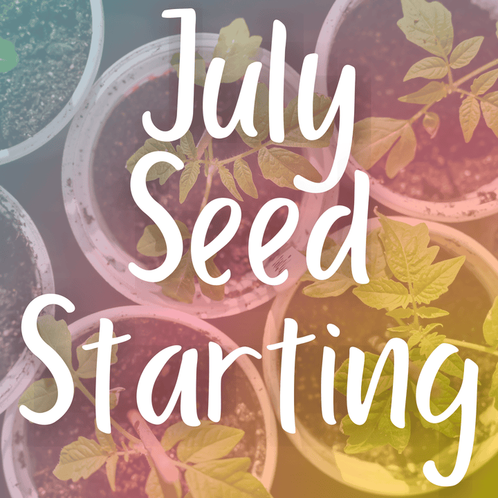 July Seed Starting