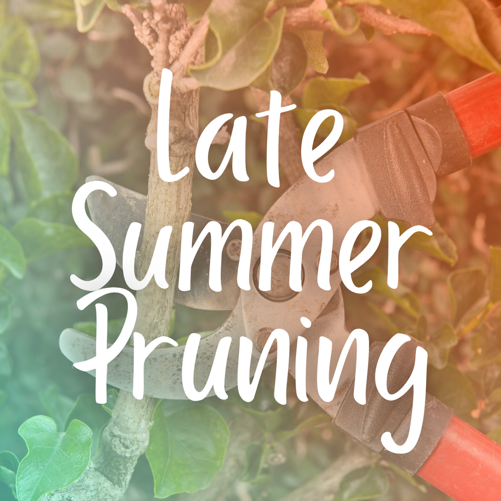 Late Summer Pruning in New Brunswick, Canada: A Guide to Promote Healthy Growth and Abundant Harvest
