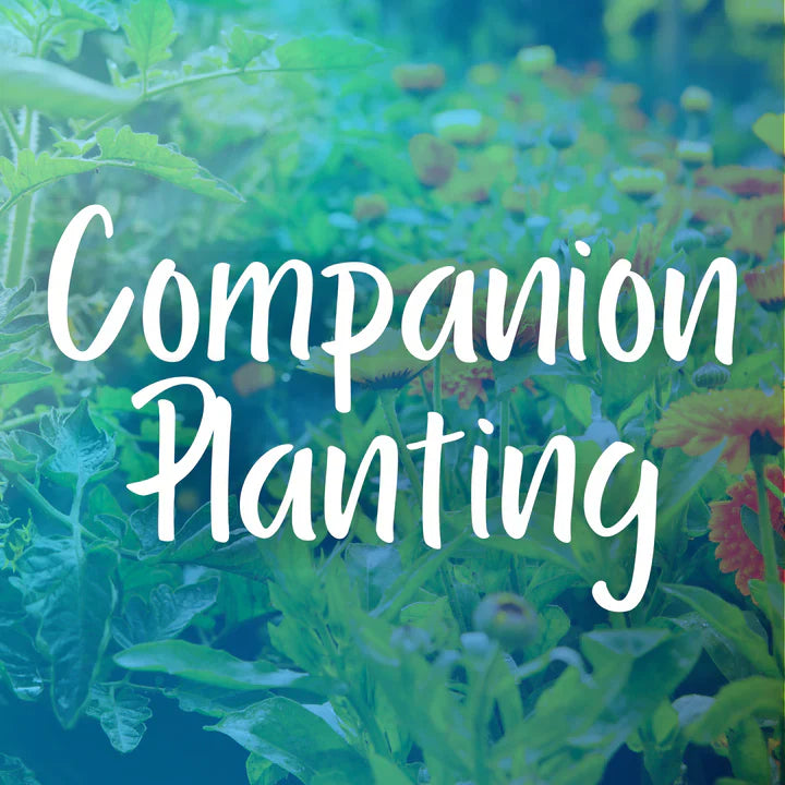 Companion Planting