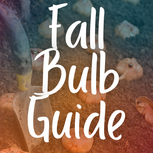 A Beginner's Guide to Fall Flower Bulbs