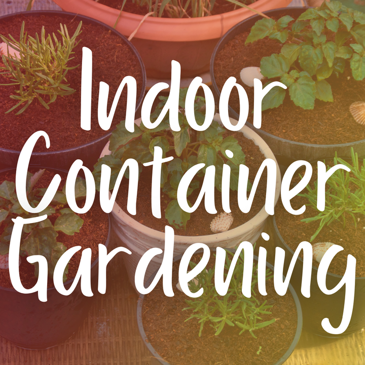 A Comprehensive Guide to Indoor Winter Container Gardening