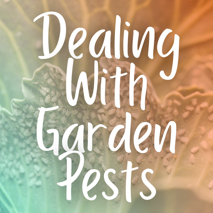 Tackling August Garden Pests