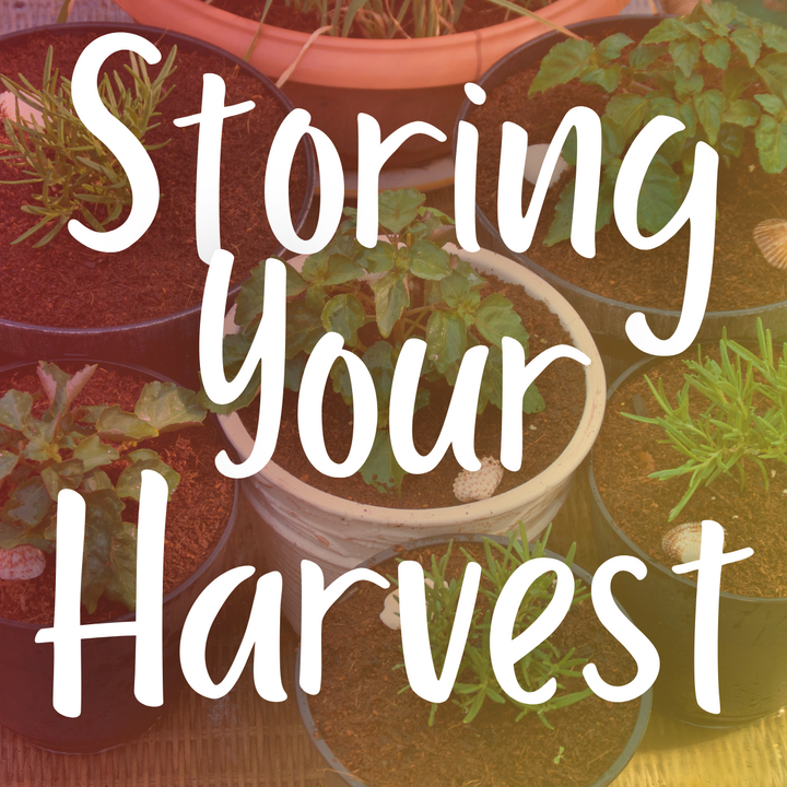 Harvesting and Storing Crops