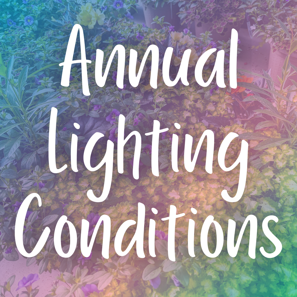 Choosing the Right Annuals for Every Lighting Condition