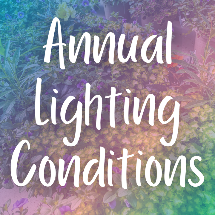 Choosing the Right Annuals for Every Lighting Condition