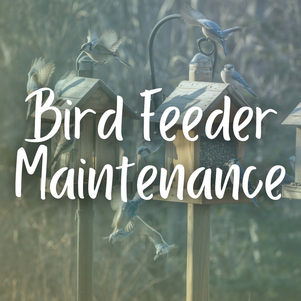Bird Feeder Maintenance