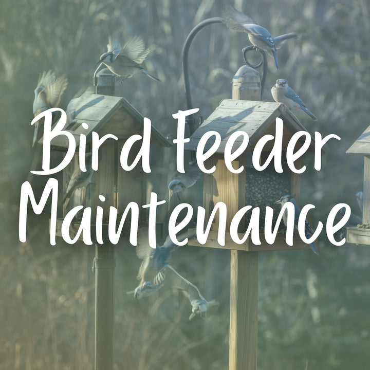 Bird Feeder Maintenance