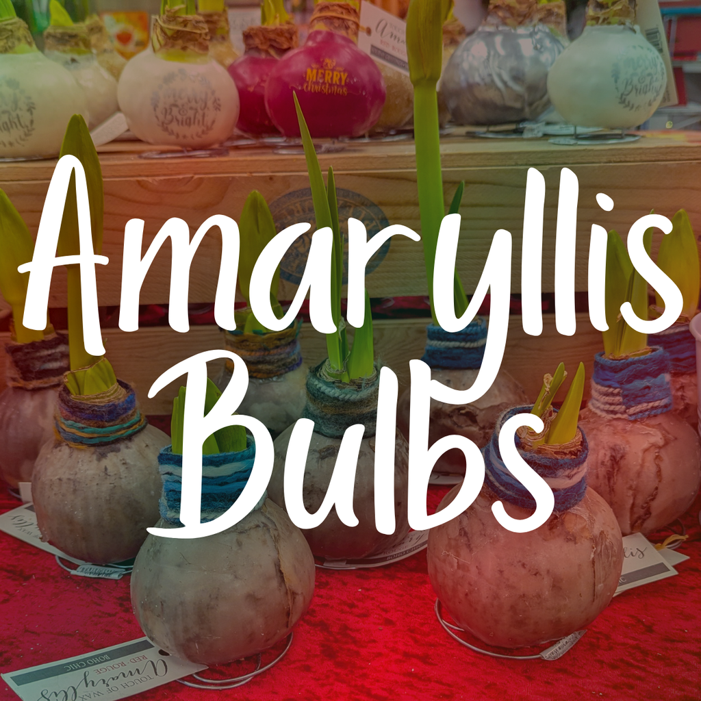 Amaryllis Bulbs