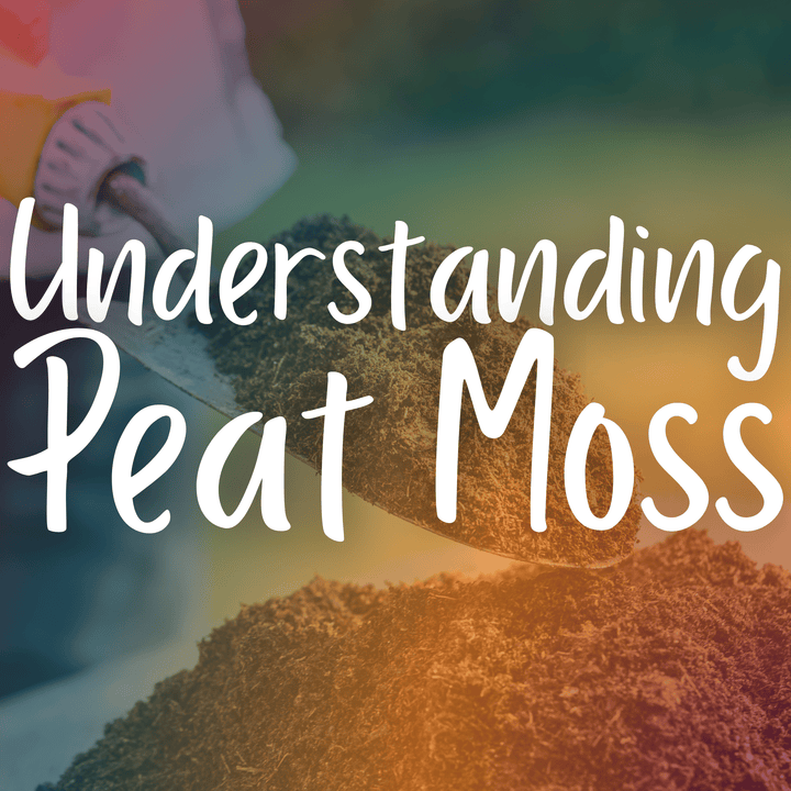 Understanding Peat Moss