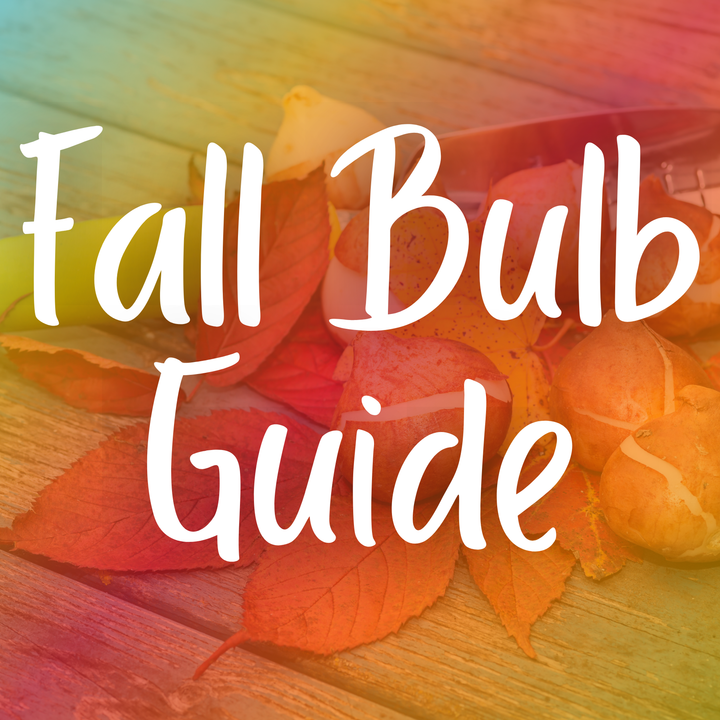 A Beginner's Guide to Fall Flower Bulbs