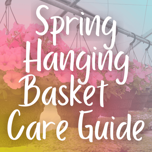 Spring Hanging Basket Care Guide