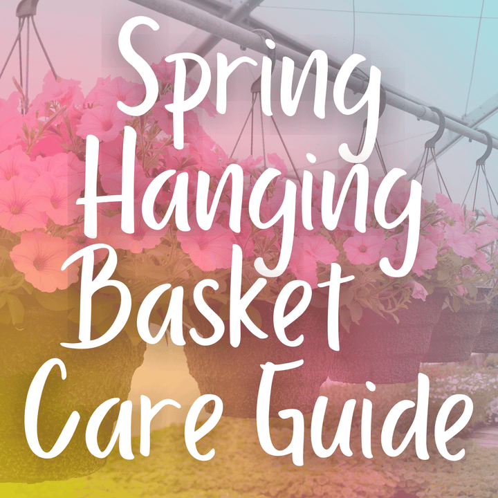 Spring Hanging Basket Care Guide