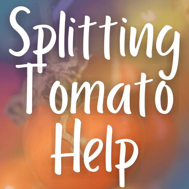 Splitting and Cracking Tomatoes