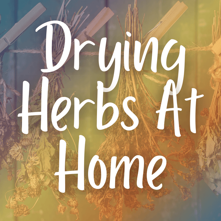 Drying Herbs at Home