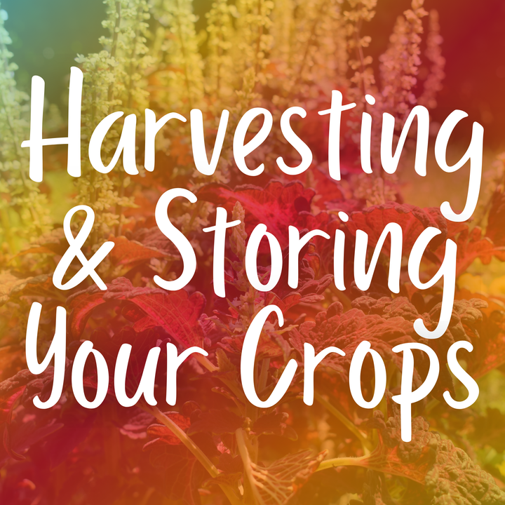 Harvesting and Storing your Crops