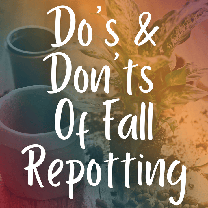 Repotting Houseplants in Fall: Do’s and Don’ts
