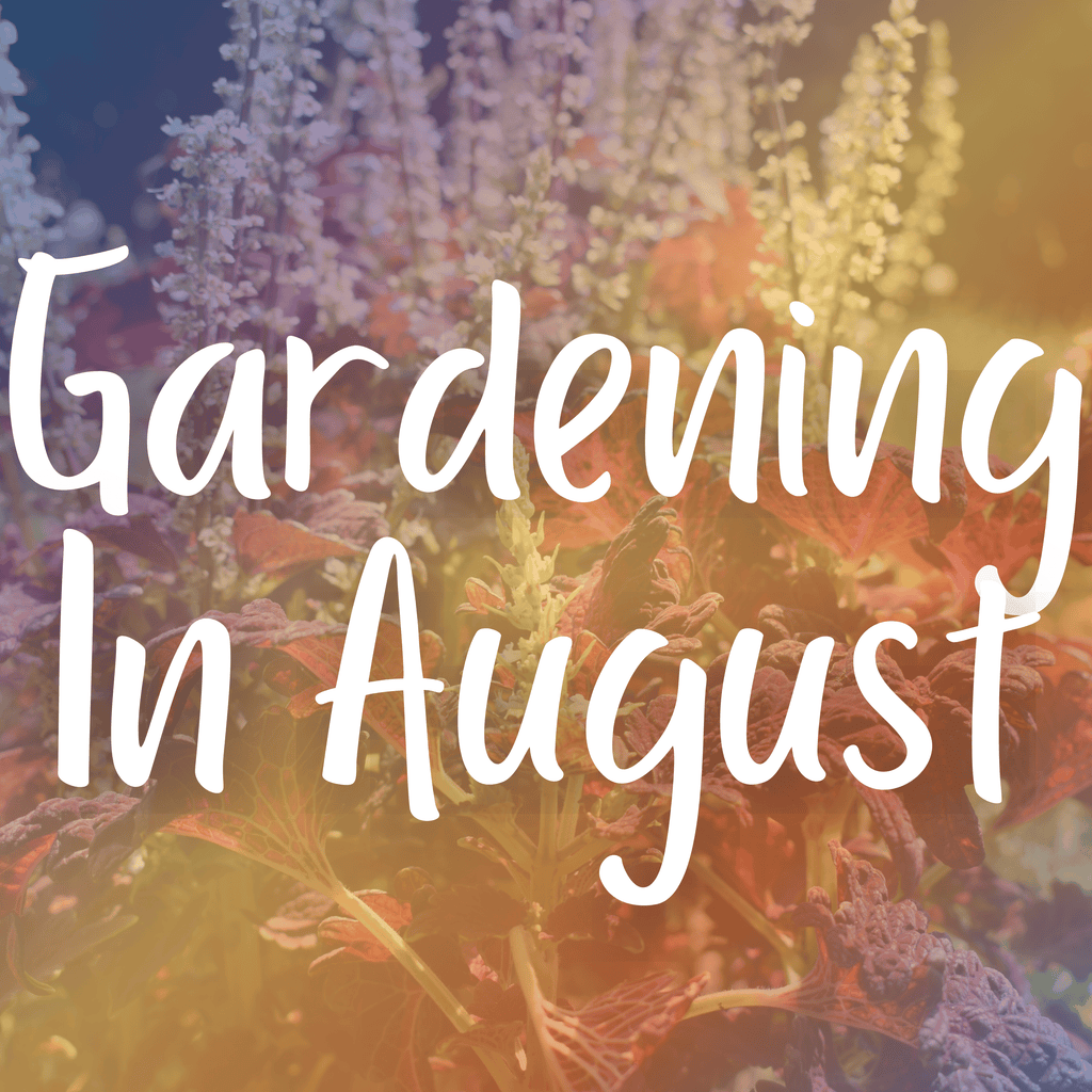 Gardening In August