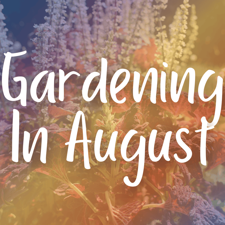 Gardening In August